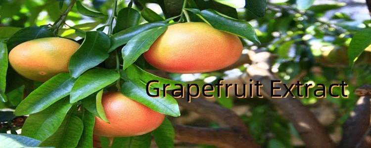 Grapefruit Extract Powder.png
